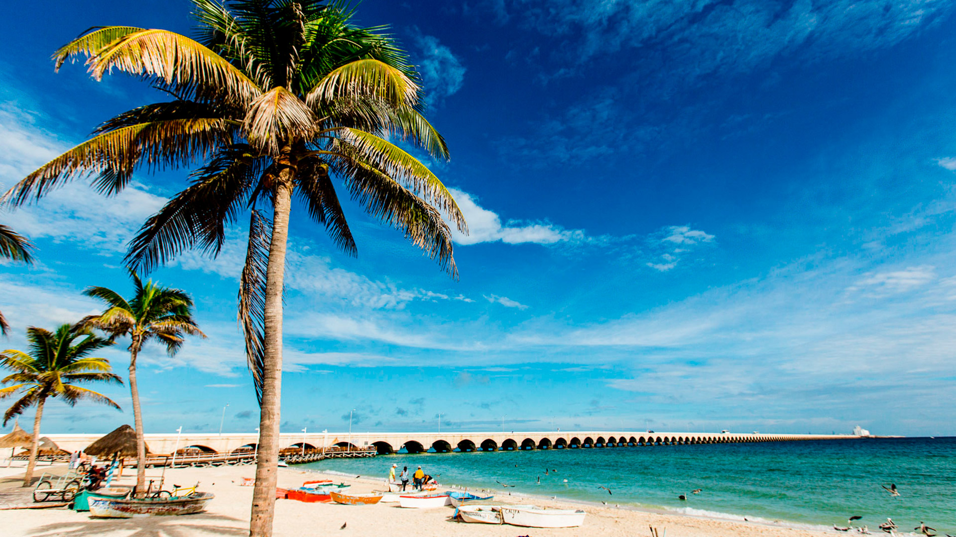 Playa tropical con palmera